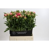 Paeonia Coral Charm