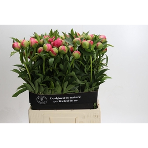 Paeonia Coral Charm