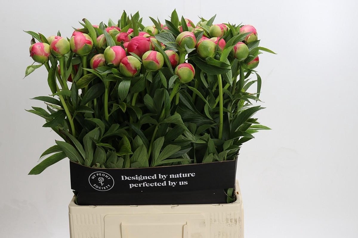 <h4>Paeonia Coral Charm</h4>