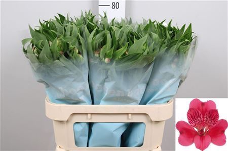 <h4>Alstroemeria  'Rome'</h4>