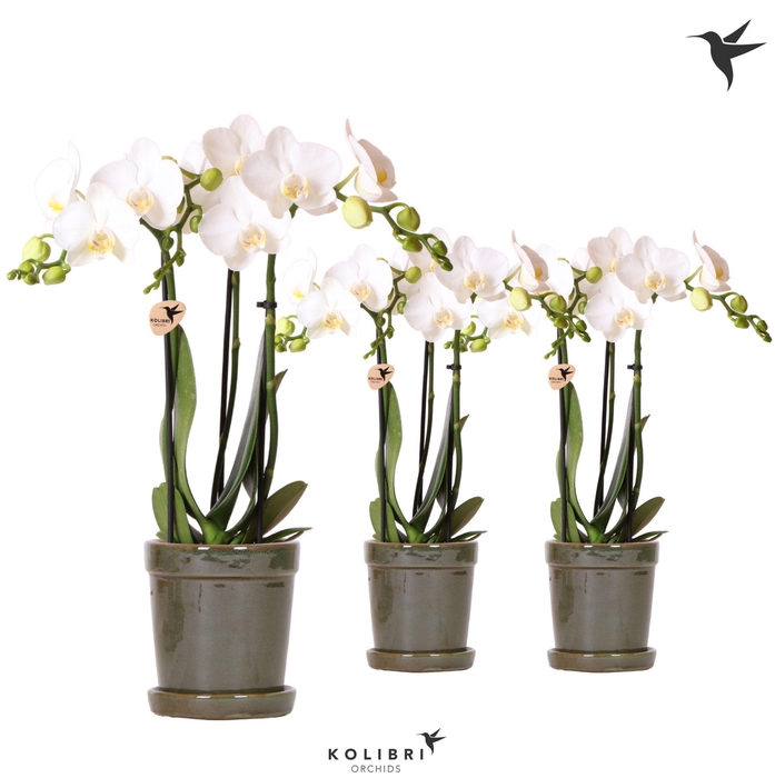 <h4>Kolibri Orchids Phalaenopsis white 3 spike in Flower pot green</h4>