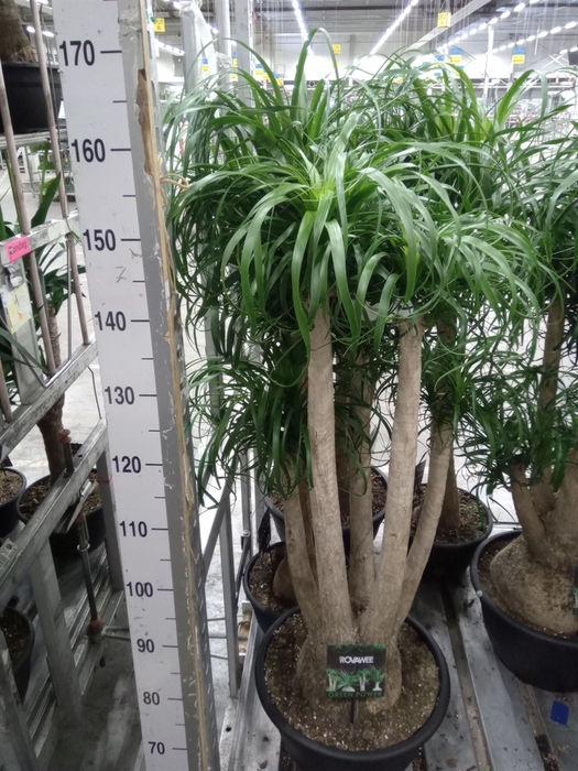 <h4>Beaucarnea recurvata</h4>