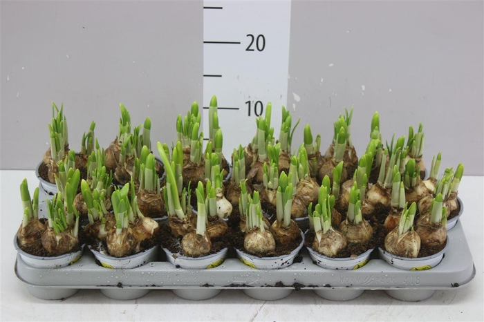 <h4>Narcis Tete A Tete</h4>