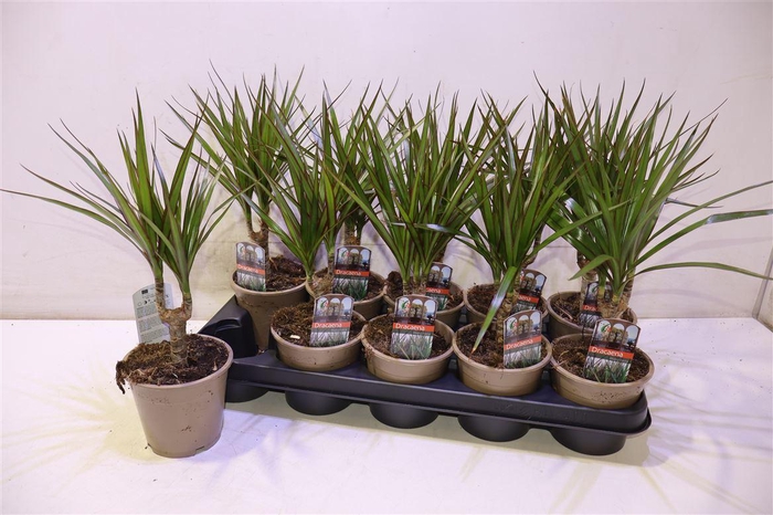 <h4>Dra Marginata</h4>