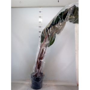 Alocasia saraw. 'Yucatan Princess'