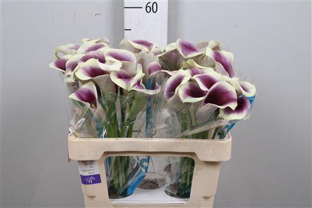 <h4>Zant Capt Ranomi</h4>