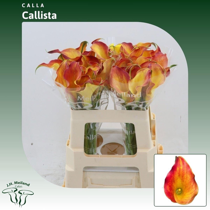 <h4>ZANT CALLISTA</h4>