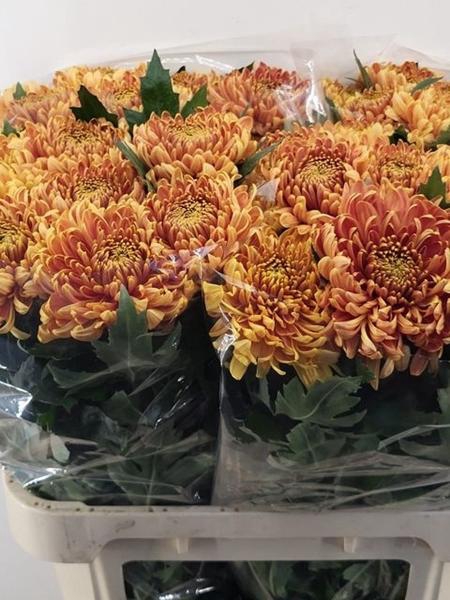 <h4>CHR G BISLET</h4>