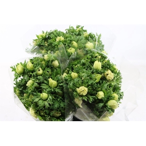 Anem Marianne Panda White