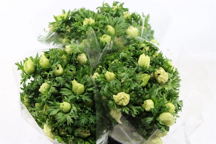 <h4>Anem Marianne Panda White</h4>