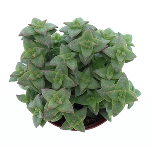 Crassula   ...