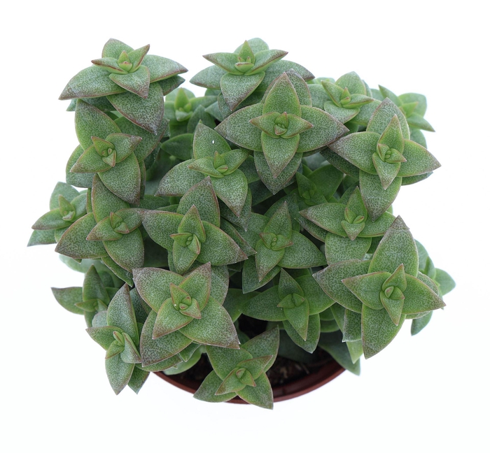 <h4>Crassula   ...</h4>