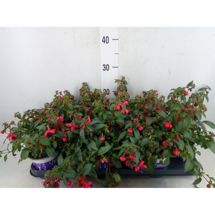 <h4>Fuchsia  'Bella Fuchsia Olivia'</h4>