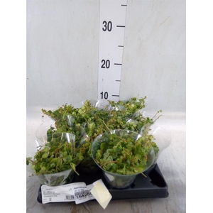 Peperomia pros.