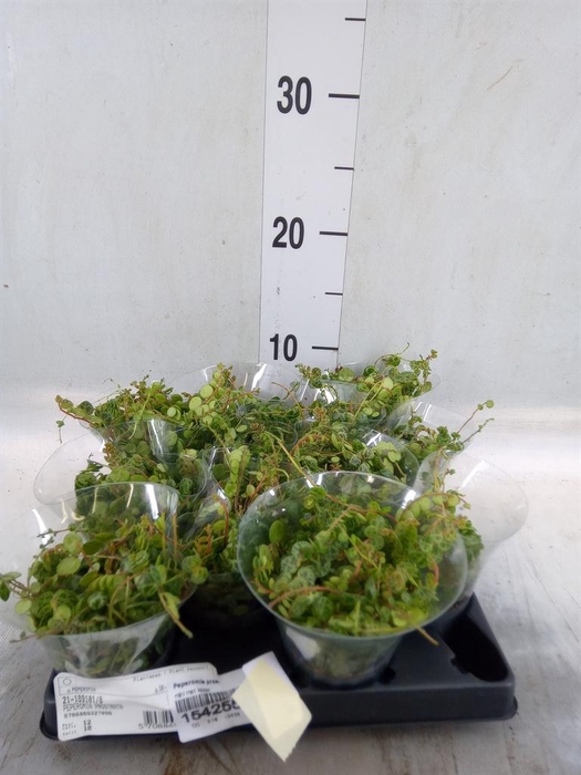 <h4>Peperomia pros.</h4>