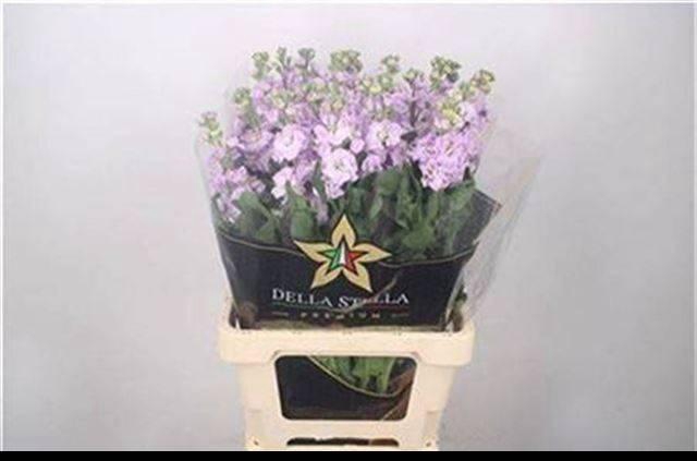 <h4>MATTH IRON MARINE</h4>