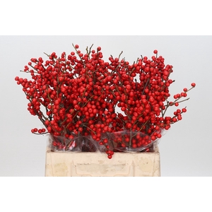 Ilex Rood