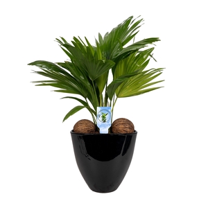 Livistona in avani pot black asp Lucht Zuiverend