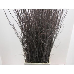 Betula Naturel L120