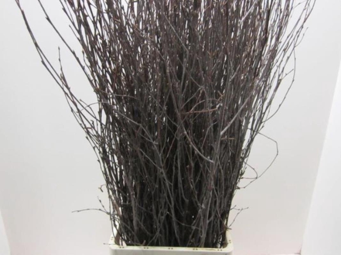 Betula Naturel L120