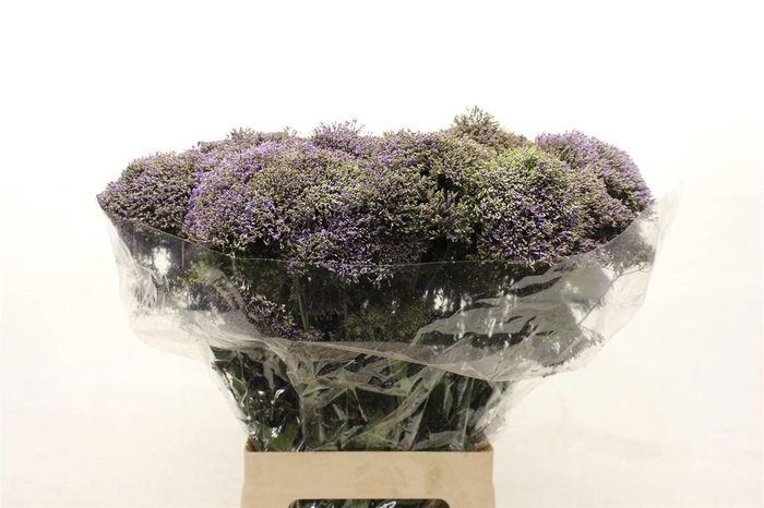 <h4>TRACH BLUE SHINE</h4>