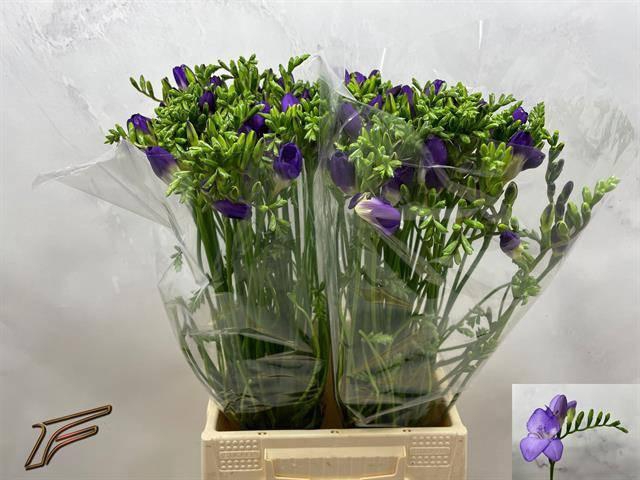 <h4>FR EN MERCURIUS</h4>