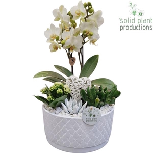 Arrangementen Phalaenopsis mt H%