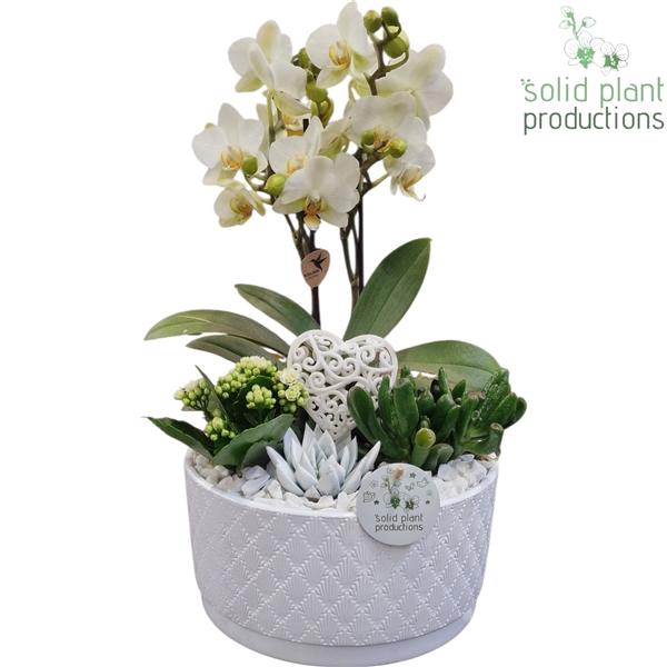 <h4>Arrangementen Phalaenopsis mt H%</h4>