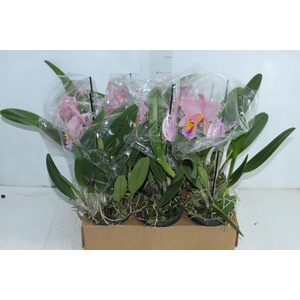 ORQ. CATTLEYA 1 FL P15 MIN 1 FL