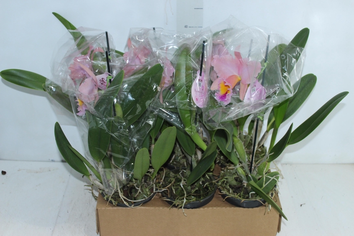 <h4>ORQ. CATTLEYA 1 FL P15 MIN 1 FL</h4>