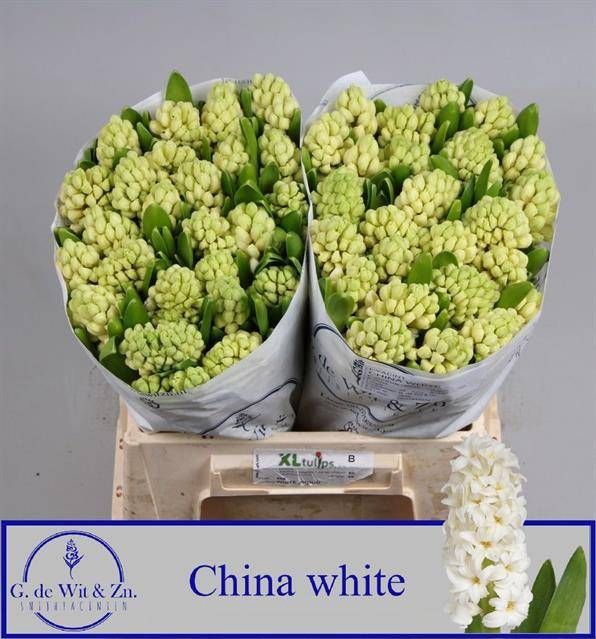 <h4>HYAC CHINA WHITE</h4>