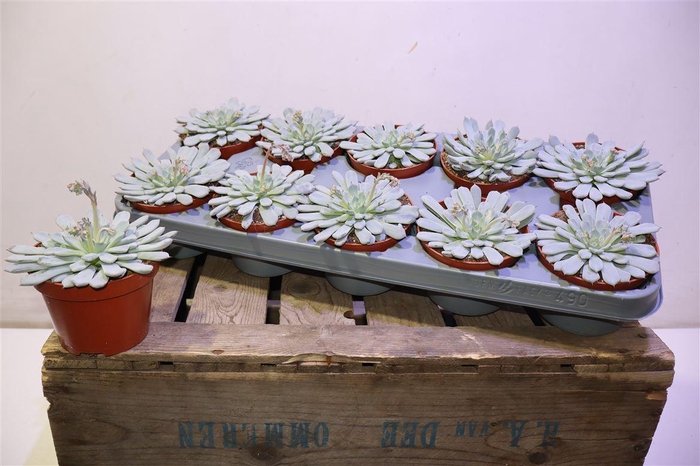 <h4>arr8 Echev Ov</h4>