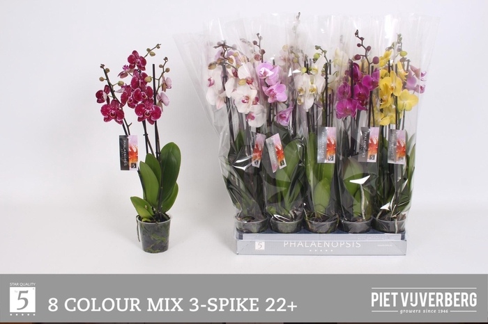 <h4>PHAL GEM 8 KL</h4>