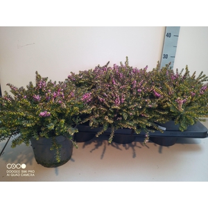 ERIC DA KRAMERS ROTE