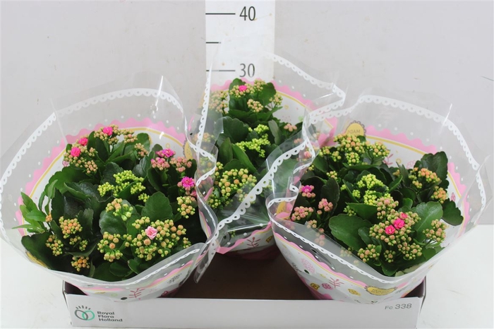 <h4>Kalanchoe Calandiva Carnaval</h4>