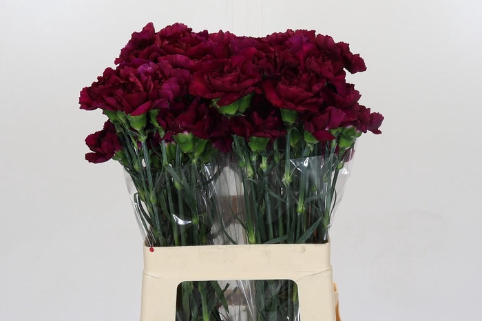 <h4>Dianthus St Purple Damascus</h4>