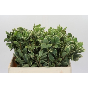 Pittosporum Ilan