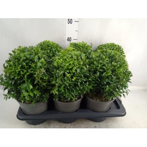 Buxus semp.   ...