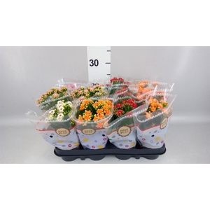Kalanchoe blos.   ..rosebud mix  6