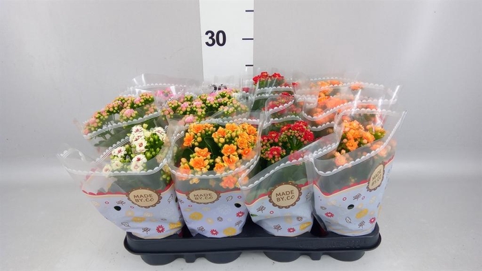 <h4>Kalanchoe blos.   ..rosebud mix  6</h4>