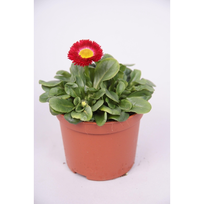 <h4>Bellis kleinbl. Rood p9</h4>