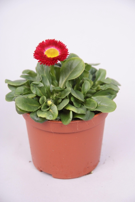 Bellis kleinbl. Rood p9