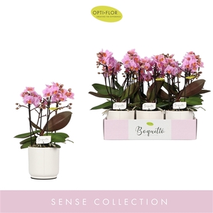 Boquetto Romantico 3-5 spike in Lazio White
