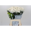 Dianthus Br Kiwi Bunny