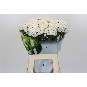 Dianthus Br Kiwi Bunny XXL