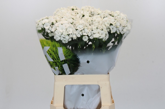 Dianthus Br Kiwi Bunny XXL