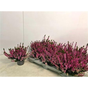 Callunova Rosa P9,5
