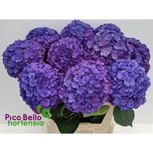 Hydr M Royal Anastasia Lila
