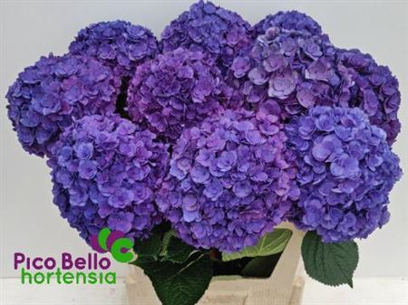 <h4>Hydr M Royal Anastasia Lila</h4>