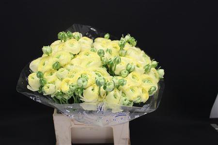 <h4>Cloni Extra Creme</h4>